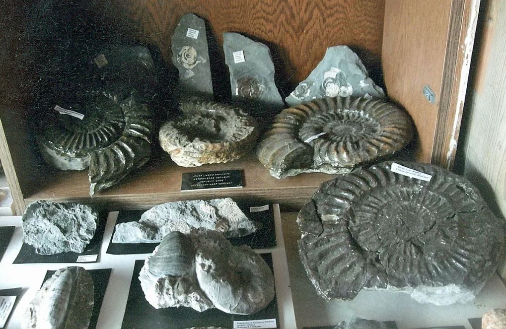 In the Shadow of the Fossil Hunter’s Path